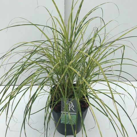 Miscanthus sinensis 'Little Zebra'