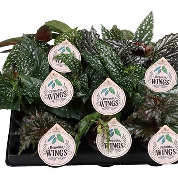 Begonia WINGS MIX