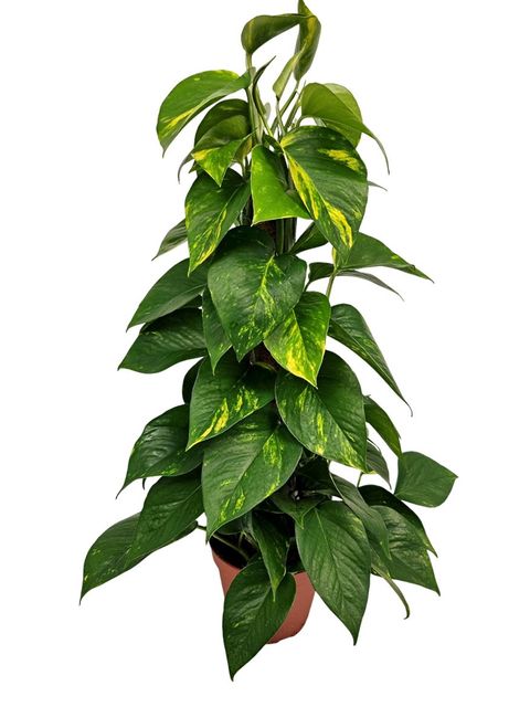 Epipremnum pinnatum 'Aureum'