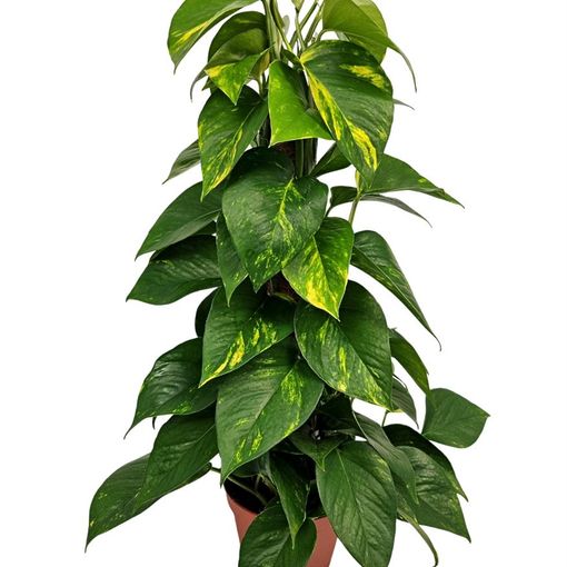 Epipremnum pinnatum 'Aureum'