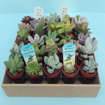 Succulents MIX