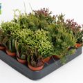 Rhipsalis MIX