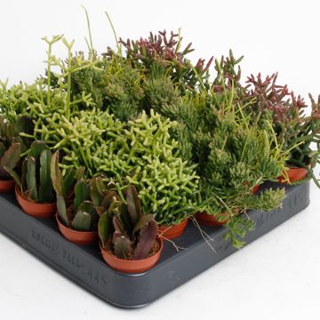 Rhipsalis MIX
