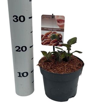 Smallanthus sonchifolius