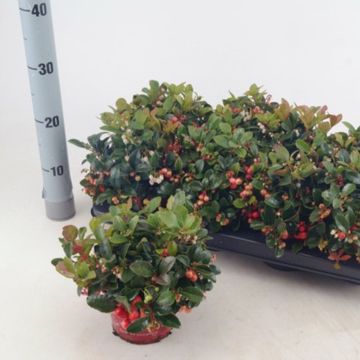 Gaultheria procumbens 'Winter Pearls'