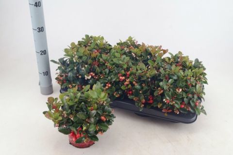 Gaultheria procumbens 'Winter Pearls'