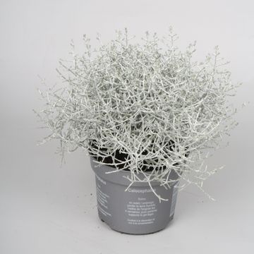 Leucophyta brownii