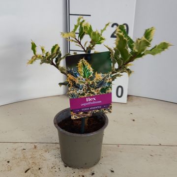 Ilex aquifolium 'Ferox Argentea'