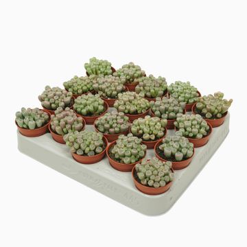 Frithia pulchra