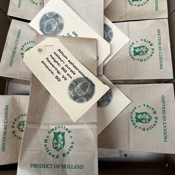 Allium sphaerocephalon