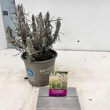 Lavandula angustifolia 'Rosea'