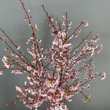 Prunus incisa 'Paean'