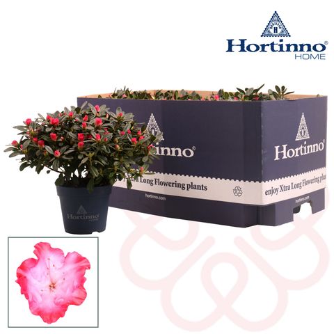 Rhododendron HORTINNO PRINCES PINKY
