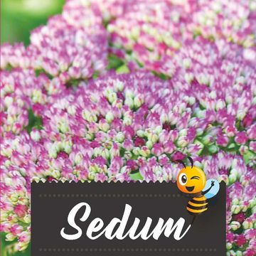 Sedum spectabile 'Hot Stuff'