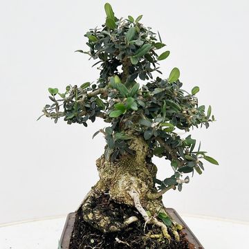 Olea europaea sylvestris