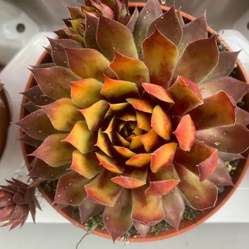 Sempervivum CHICK CHARMS GOLD RUSH