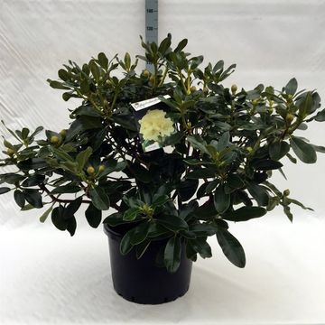 Rhododendron 'Horizon Monarch'