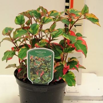 Houttuynia cordata 'Chameleon'