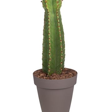 Euphorbia ingens