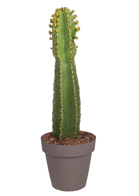 Euphorbia ingens