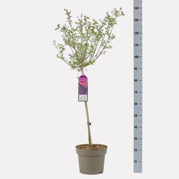 Syringa BLOOMERANG DARK PURPLE