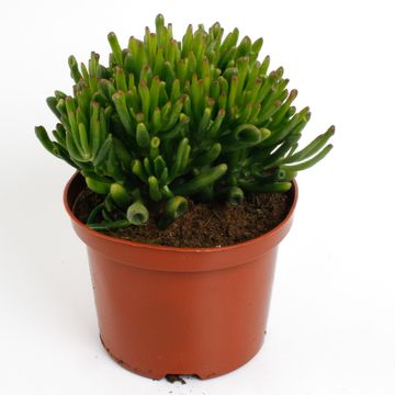 Crassula ovata 'Horntree'