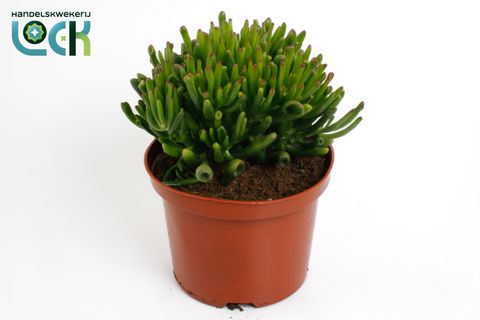 Crassula ovata 'Horntree'