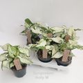 Syngonium podophyllum 'Holly M'