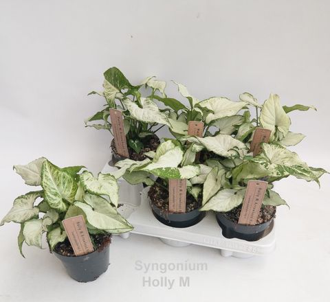 Syngonium podophyllum 'Holly M'