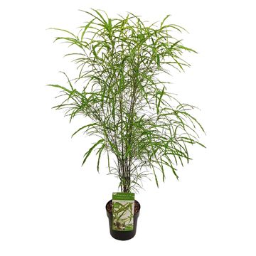 Frangula alnus FINE LINE