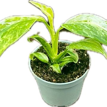 Epipremnum giganteum 'Variegata'