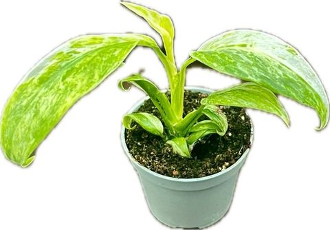 Epipremnum giganteum 'Variegata'