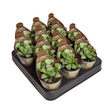 Haworthia mutica 'Byakuya'