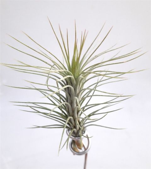 Tillandsia funckiana