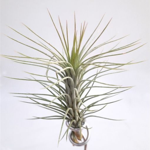 Tillandsia funckiana