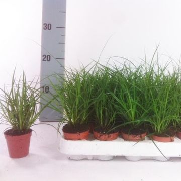 Carex brunnea
