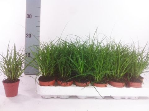 Carex brunnea