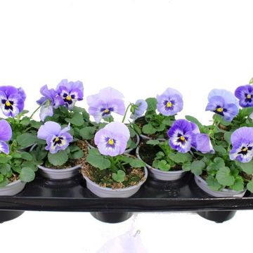 Viola x wittrockiana PROMISE F1 MARINA