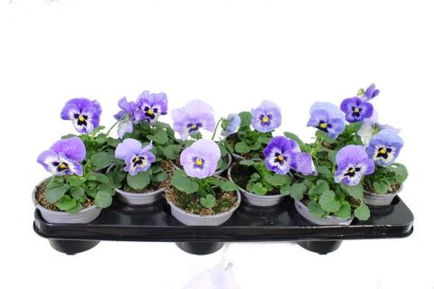 Viola x wittrockiana PROMISE F1 MARINA