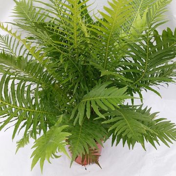 Blechnum gibbum 'Silver Lady'