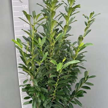 Prunus laurocerasus ELLY