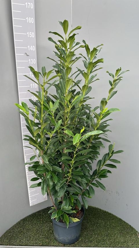 Prunus laurocerasus ELLY