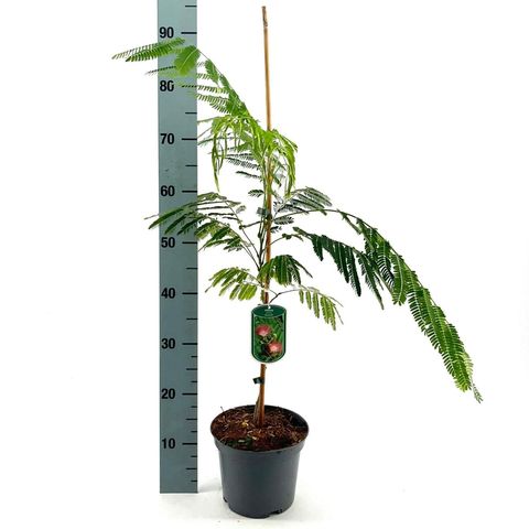 Albizia julibrissin OMBRELLA