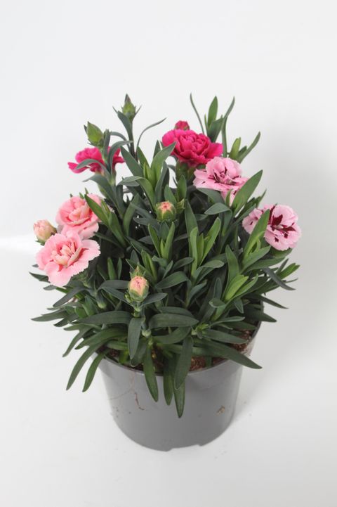 Dianthus OSCAR MIX IN POT