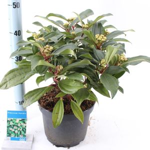 Viburnum davidii (About Plants Zundert BV)