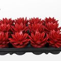 Echeveria agavoides PAINT RED