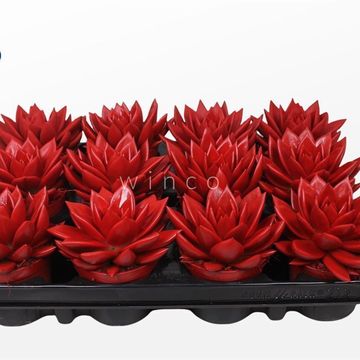 Echeveria agavoides PAINT RED