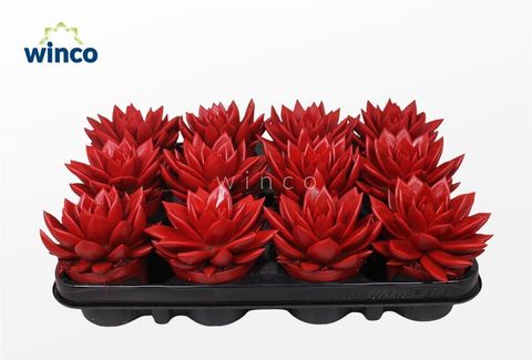 Echeveria agavoides PAINT RED