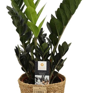 Zamioculcas zamiifolia RAVEN