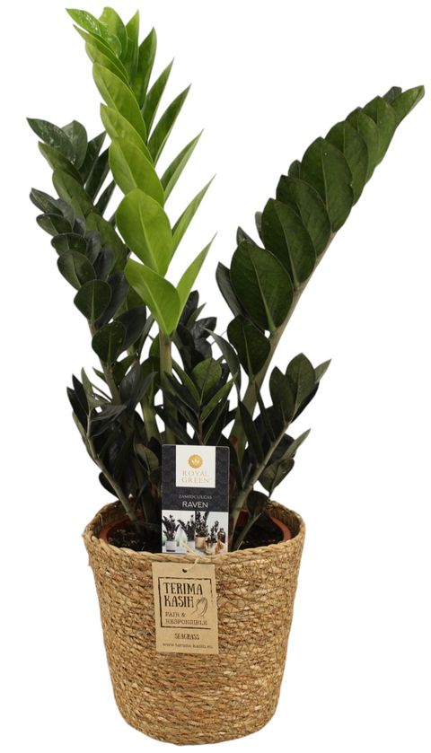 Zamioculcas zamiifolia RAVEN